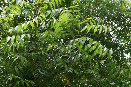 Neem Extract