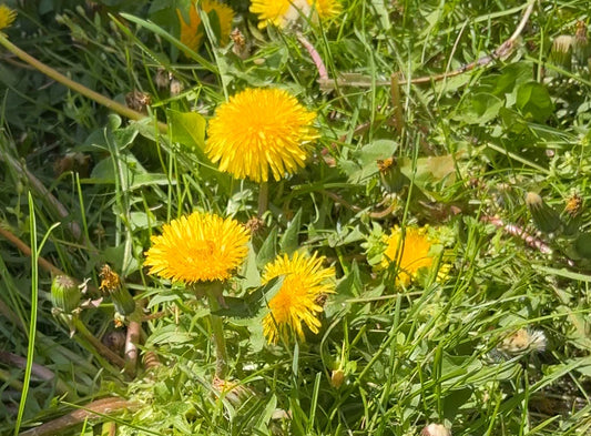 Dandelion leaves